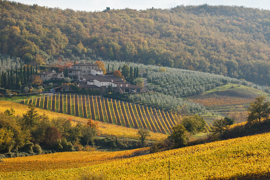 Landschaft mit Weingut und Weinbergen bei Radda in Chianti, Herbst, Chianti, Toskana, Italien, Europa