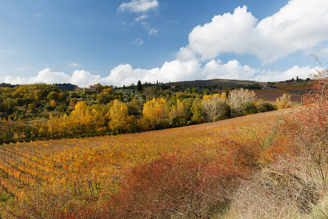 Landschaft mit Landhaus und Weinbergen bei Radda in Chianti, Herbst, Chianti, Toskana, Italien, Europa