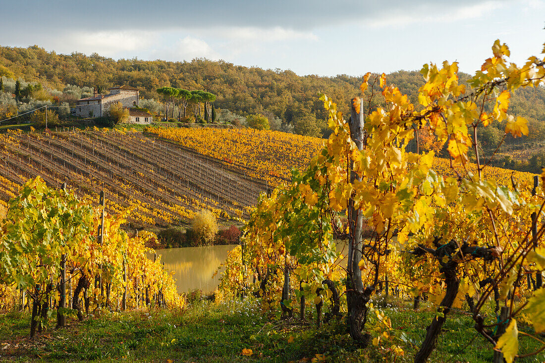 Landschaft mit Weingut und Weinbergen bei Radda in Chianti, Herbst, Chianti, Toskana, Italien, Europa