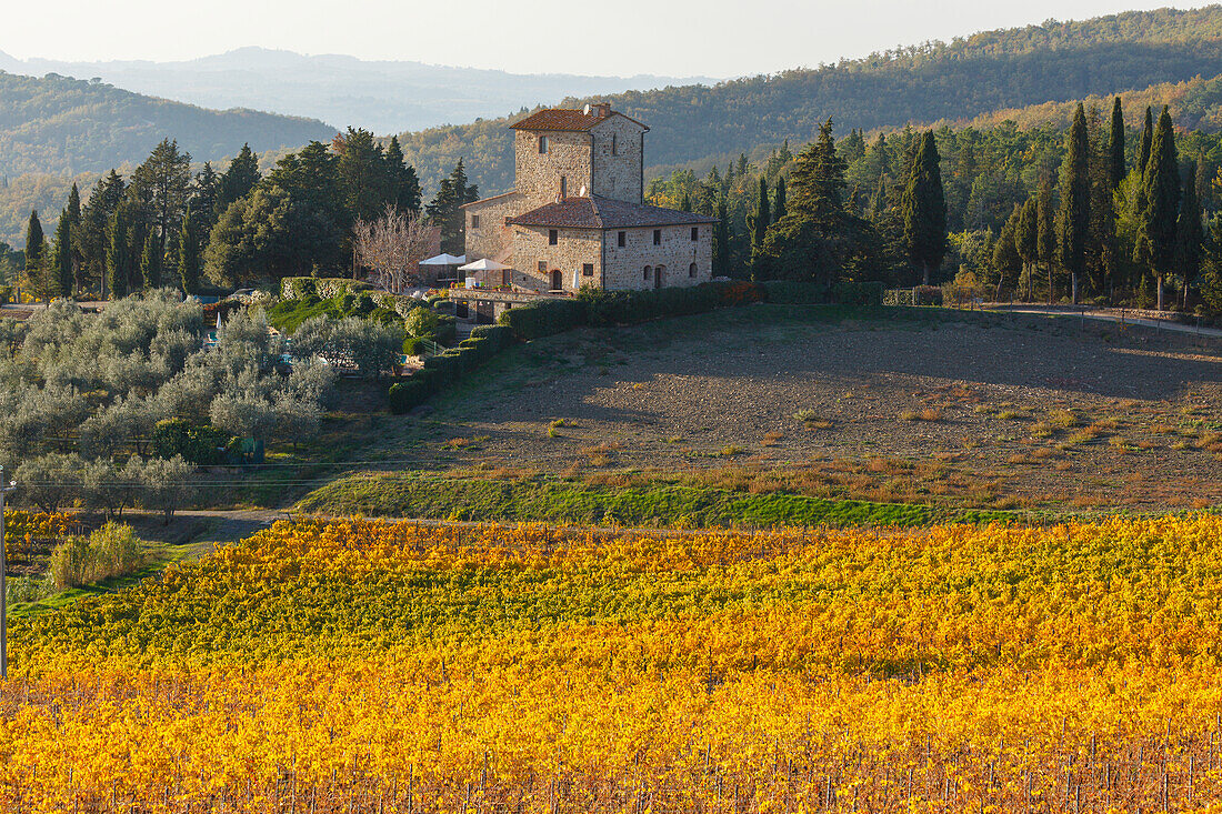 vineyard, near Panzano, Chianti, Tuscany, Italy, Europe