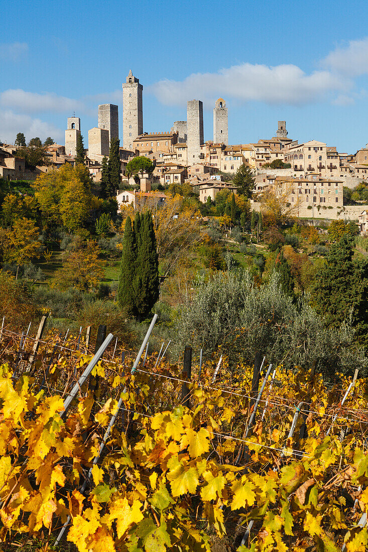 Stadtansicht mit Geschlechtertürmen, Türme, Weinberg, San Gimignano, UNESCO Weltkulturerbe, Provinz Siena, Herbst, Toskana, Italien, Europa