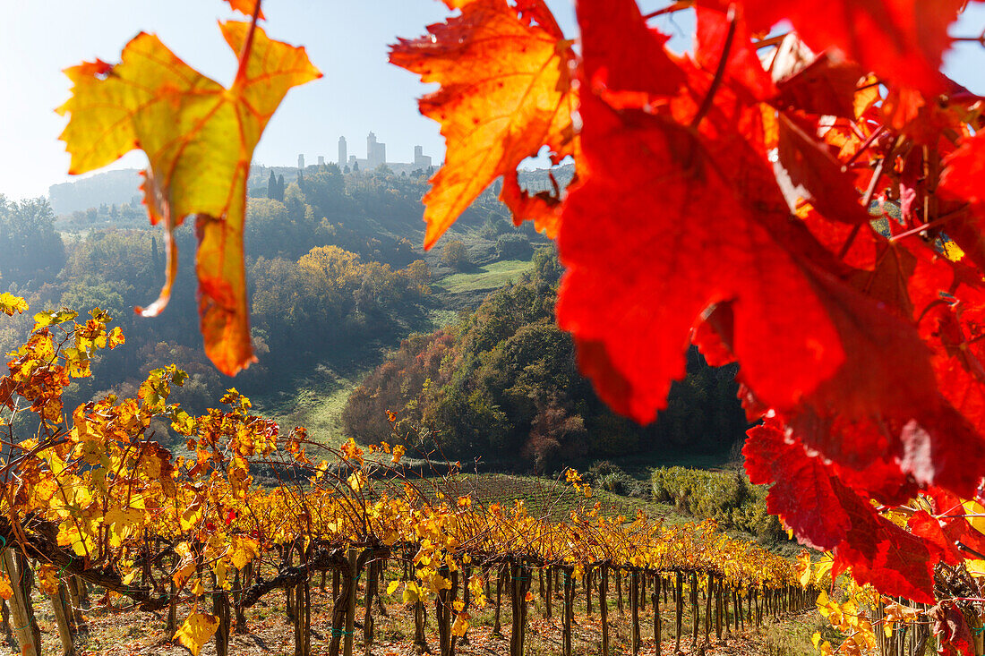 Stadtansicht, Weinberg, San Gimignano, UNESCO Weltkulturerbe, Provinz Siena, Herbst, Toskana, Italien, Europa