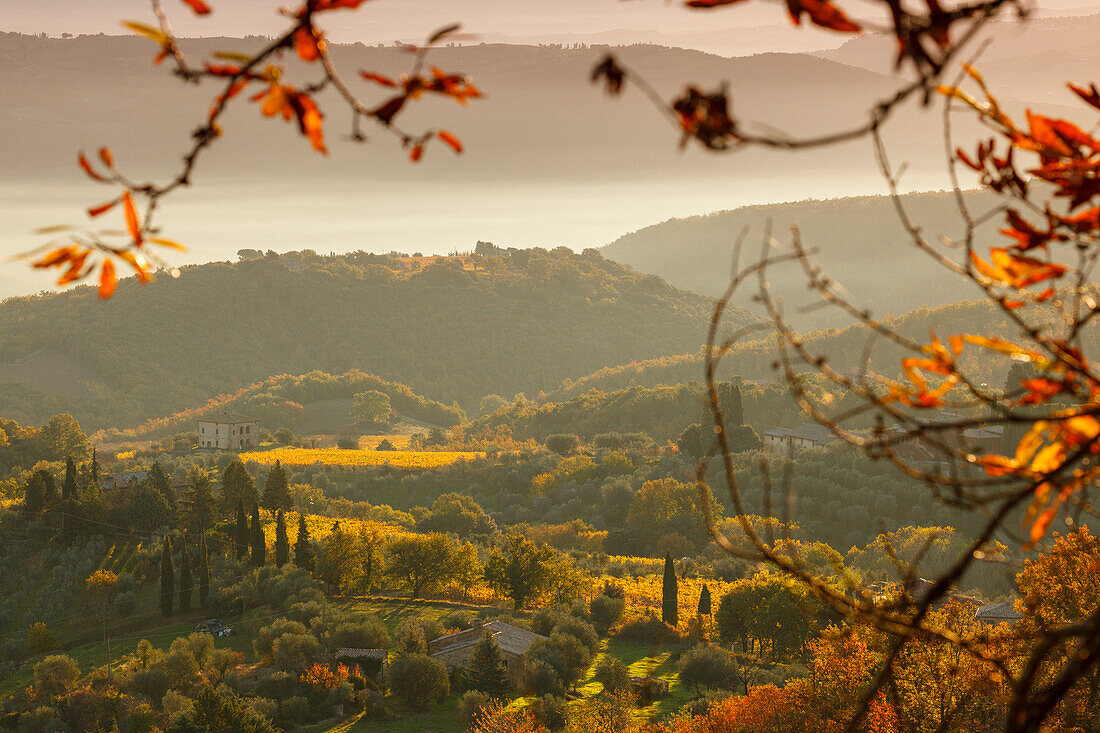 vineyard and cypresses, near Montalcino, autumn, Val d´Orcia, UNESCO World Heritage Site, Tuscany, Italy, Europe