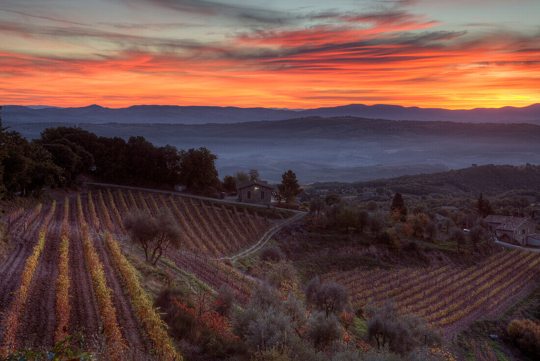 vineyard and cottage at surise, near Montalcino, autumn, Val d´Orcia, UNESCO World Heritage Site, Tuscany, Italy, Europe