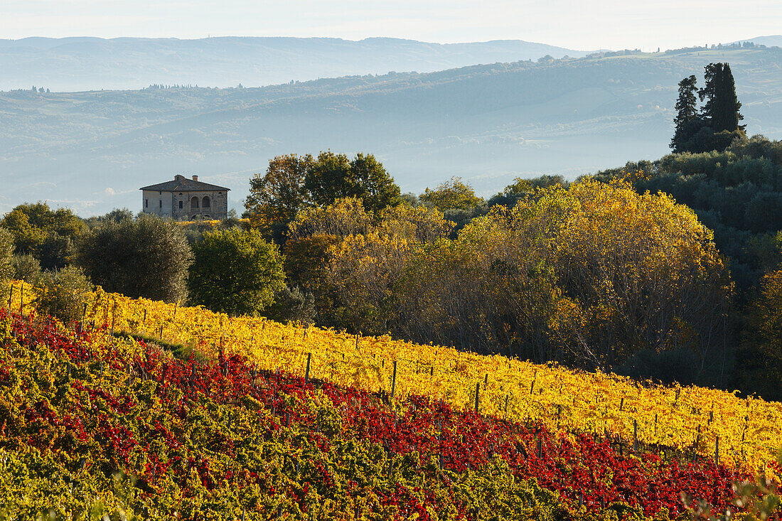 cottage, vineyard and cypresses, near Montalcino, autumn, Val d´Orcia, UNESCO World Heritage Site, Tuscany, Italy, Europe