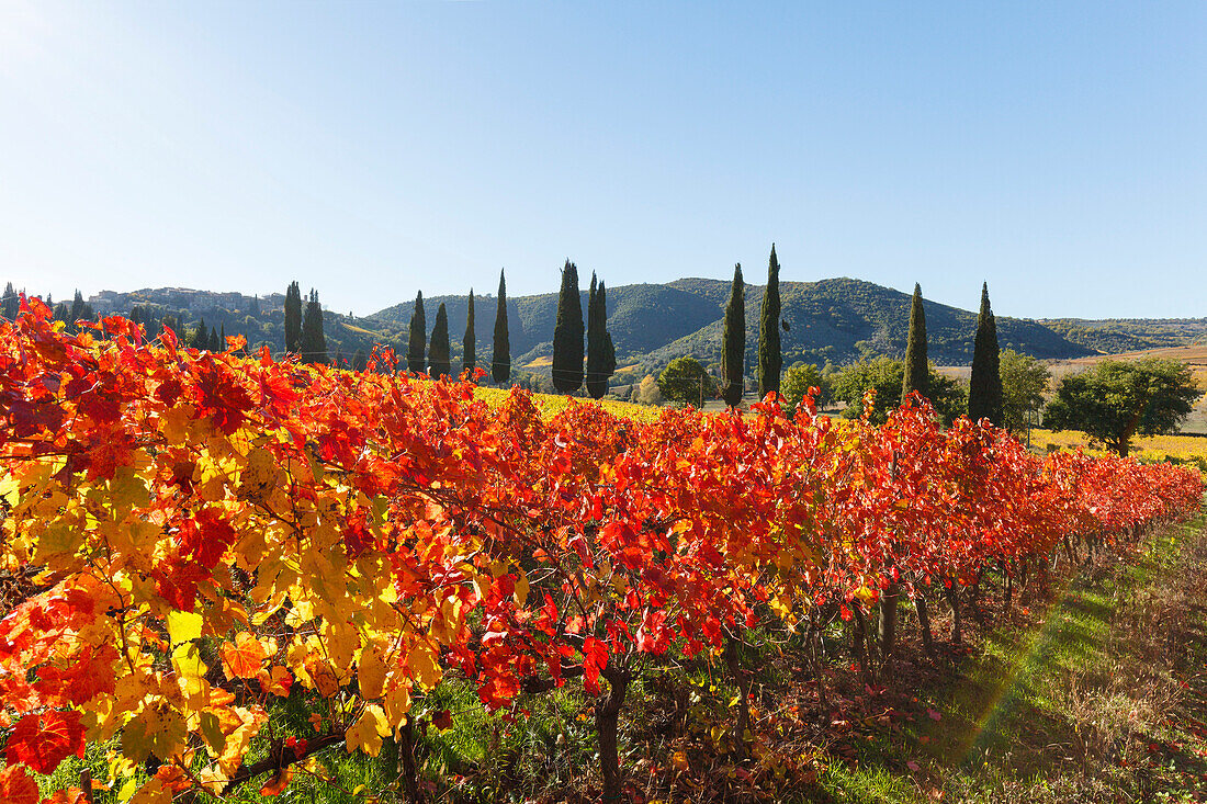 Weinreben, Weinfeld und Zypressen, bei Montalcino, Herbst, Val d´Orcia, UNESCO Weltkulturerbe, Toskana, Italien, Europa