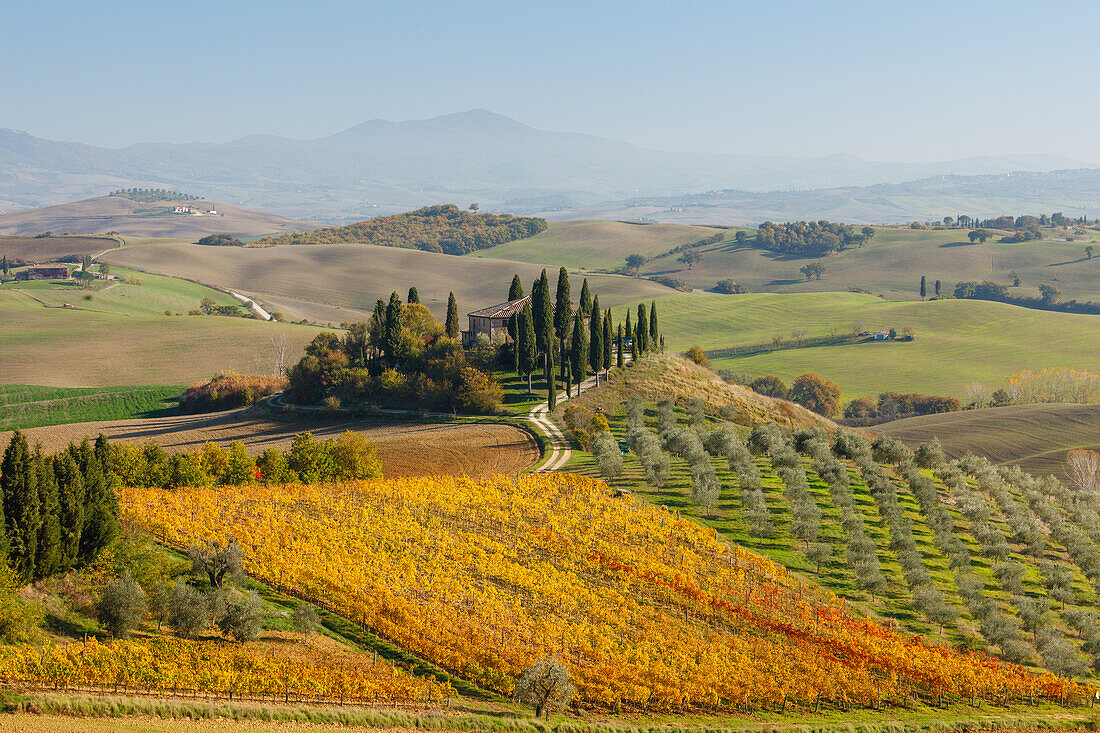 cottage, vineyards, olive trees, cypresses, near S. Quirico d´Orcia, autumn, Val d´Orcia, UNESCO World Heritage Site, Tuscany, Italy, Europe