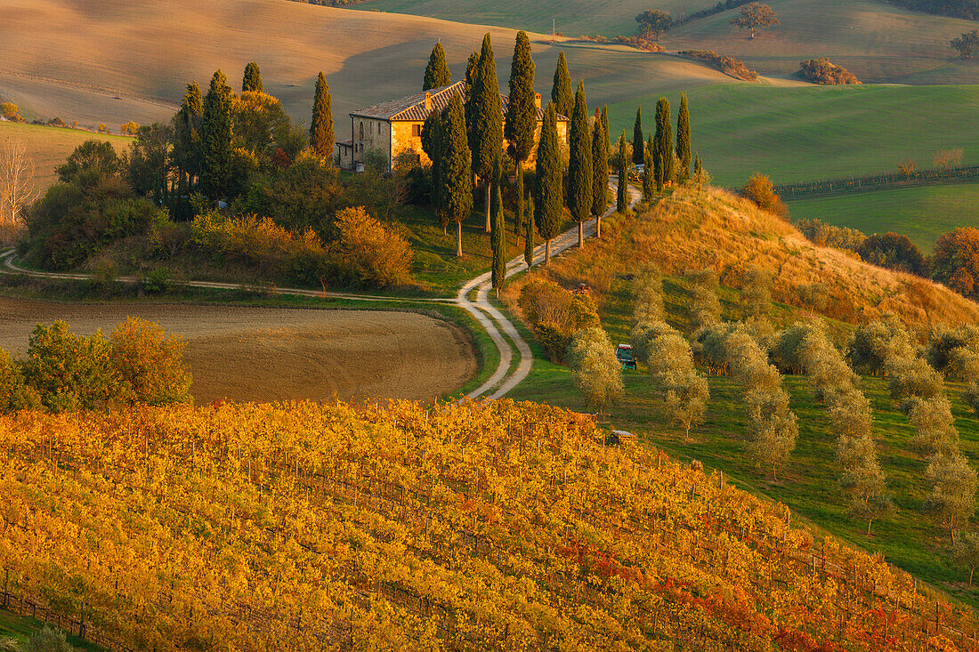 cottage, vineyards, olive trees, cypresses, near S. Quirico d´Orcia, autumn, Val d´Orcia, UNESCO World Heritage Site, Tuscany, Italy, Europe