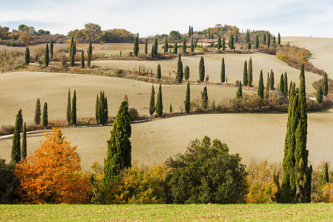 country road with cypresses, La Foce, near Chanciano Terme, autumn, Tuscany, Italy, Europe