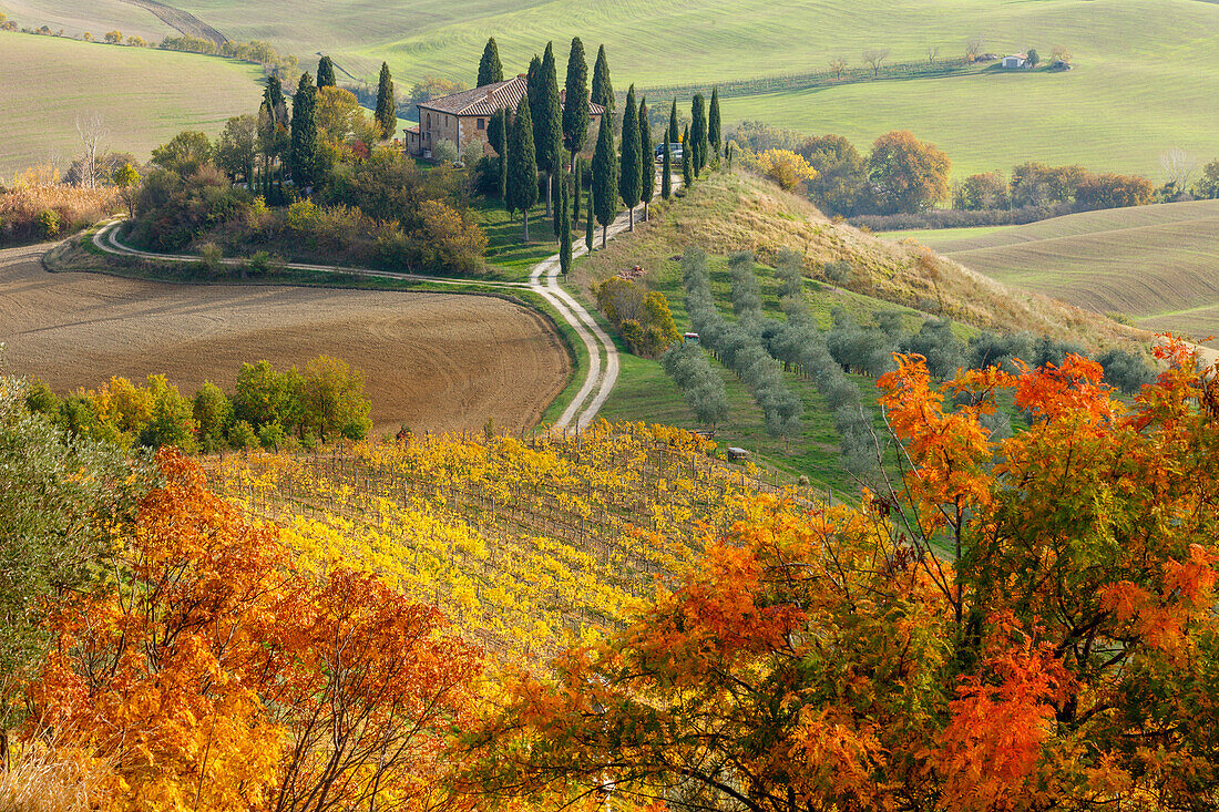 cottage, vineyards, olive trees, cypresses, near S. Quirico d´Orcia, autumn, Val d´Orcia, UNESCO World Heritage Site, Tuscany, Italy, Europe