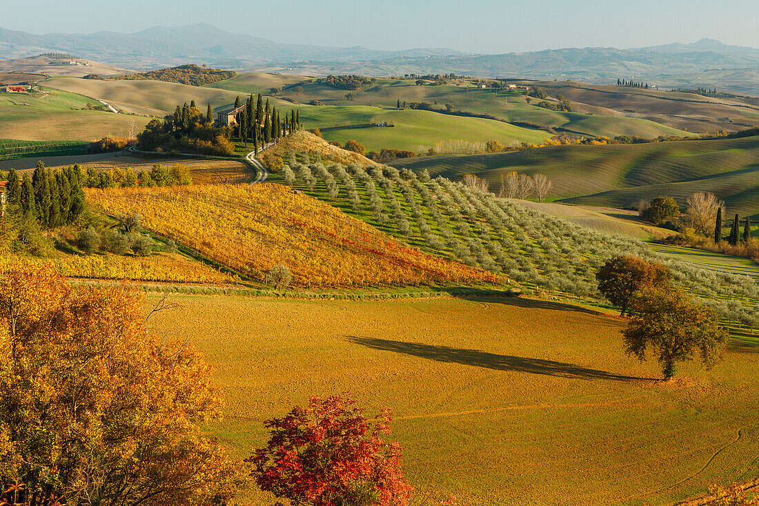 cottage, vineyards, olive trees, cypresses, near S. Quirico d´Orcia, autumn, Val d´Orcia, UNESCO World Heritage Site, Tuscany, Italy, Europe