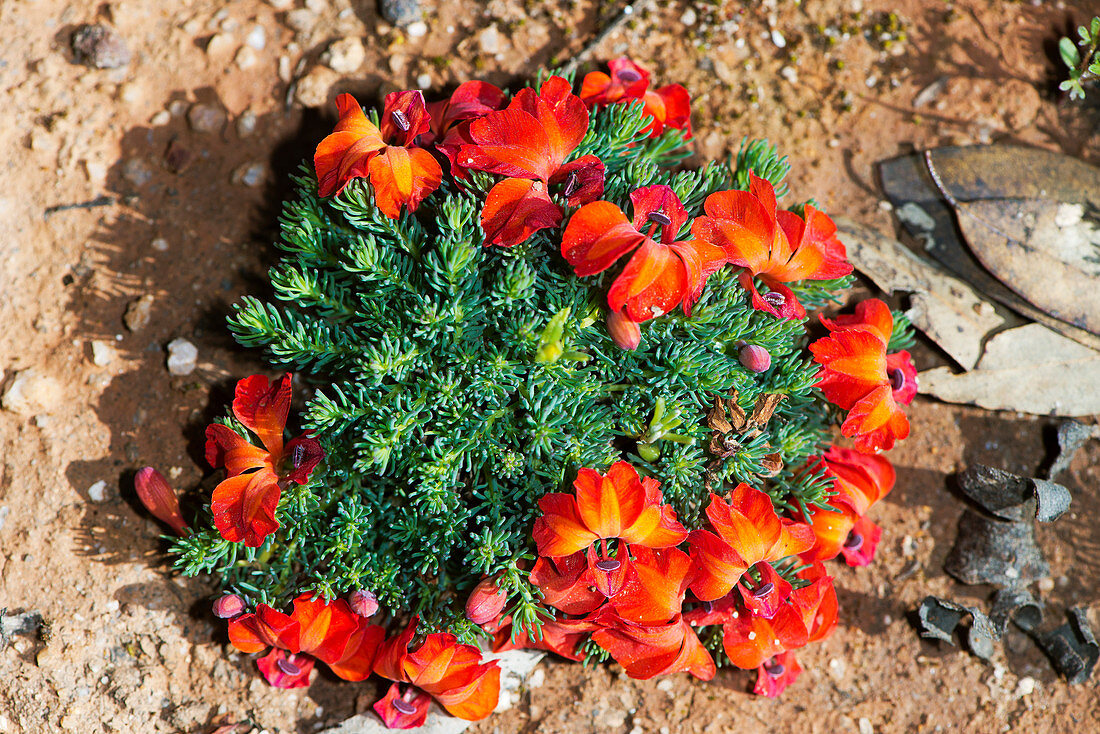 Blühende Rote Leschenaultia (Leschenaultia formosa) im Dryandra Woodland nahe Narrogin in Westaustralien