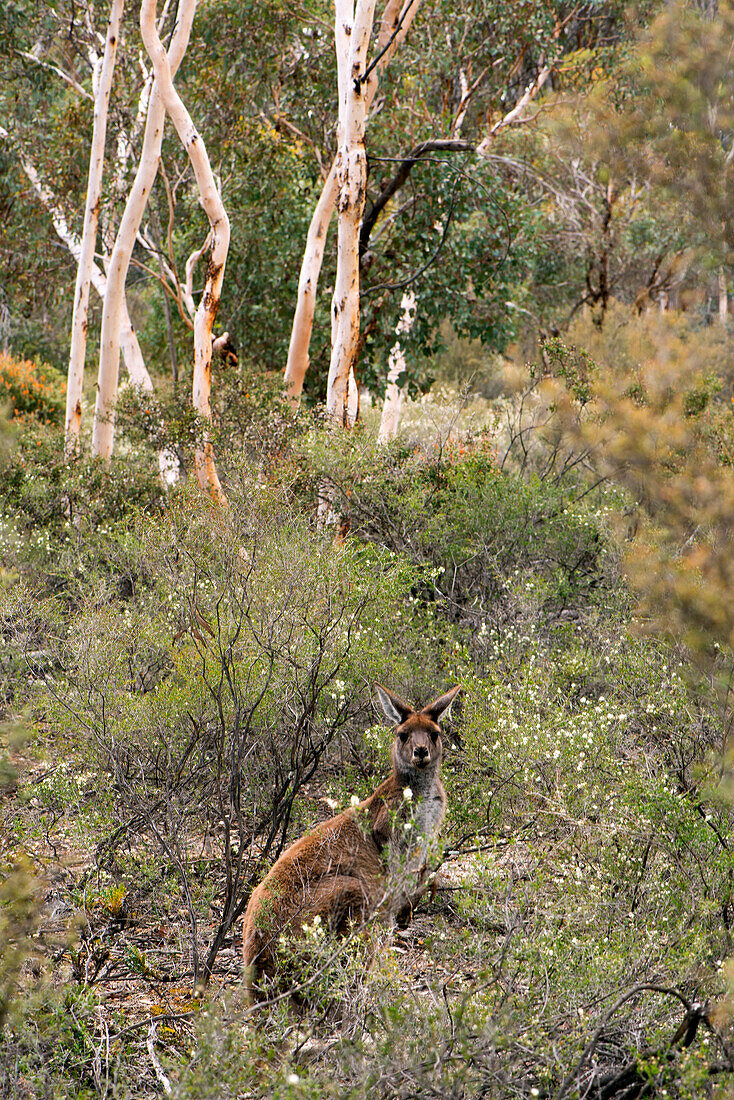 Western grey kanagroo in the Dryandra Woodland near Narrogin in Western Australia