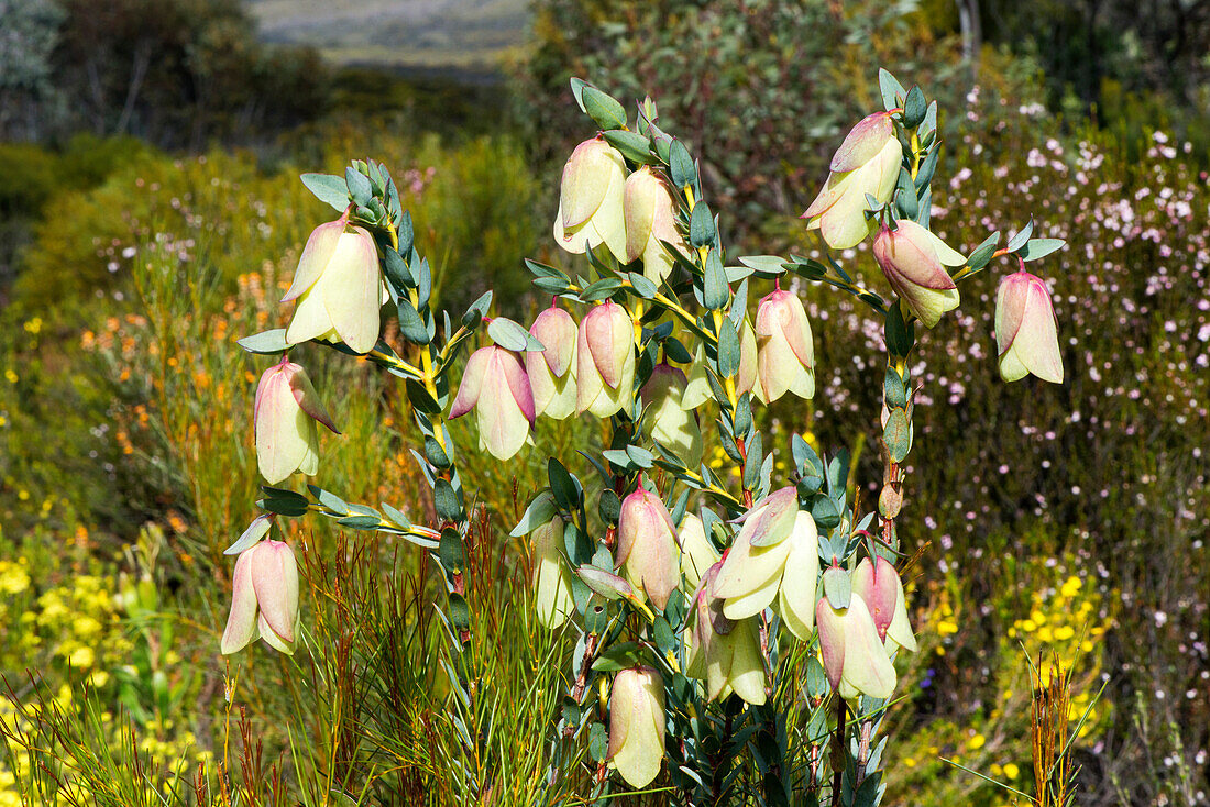 Flowering Qualup Bell (Pimelea physodes) in the Ravensthorpe Range in Western Australia
