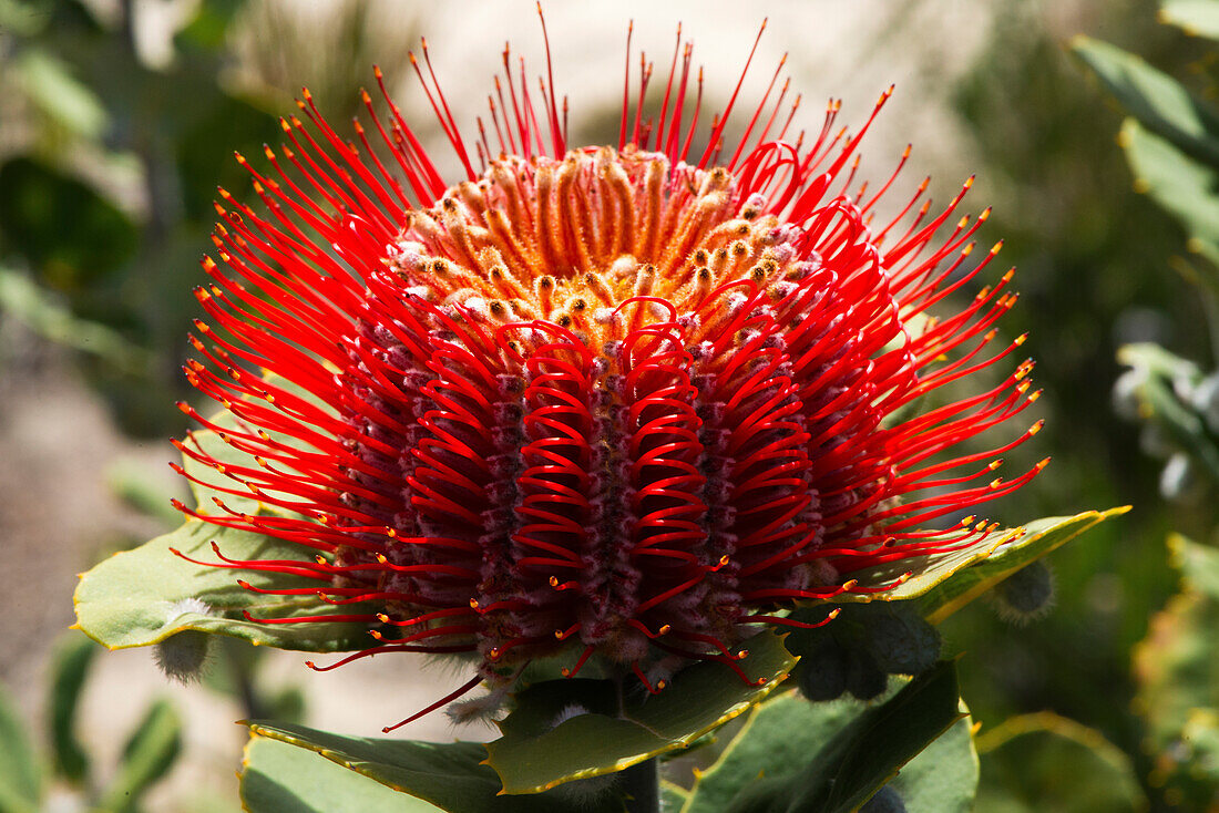 Scarlet Banksia nahe Hopetoun in Westaustralien