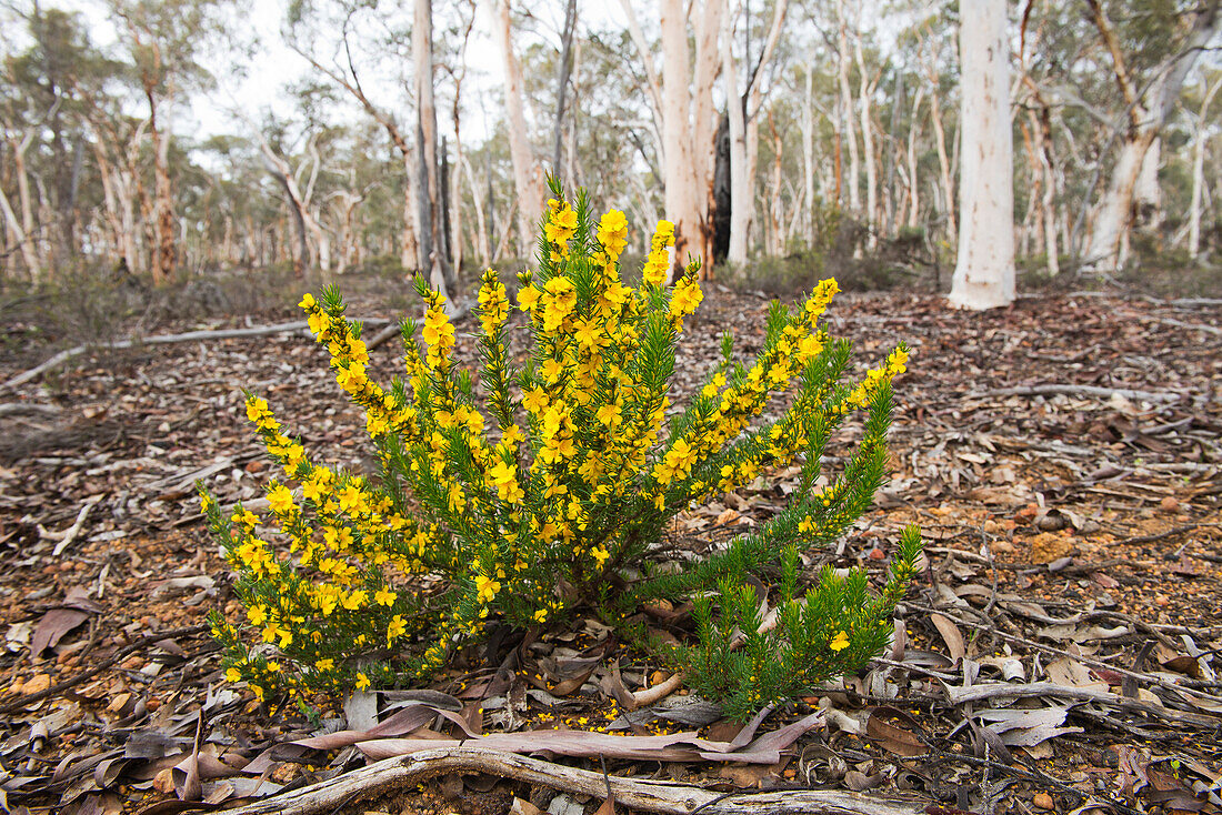 Prickly Hibbertia (Hibbertia mucronata) im Dryandra Woodland nahe Narrogin in Westaustralien