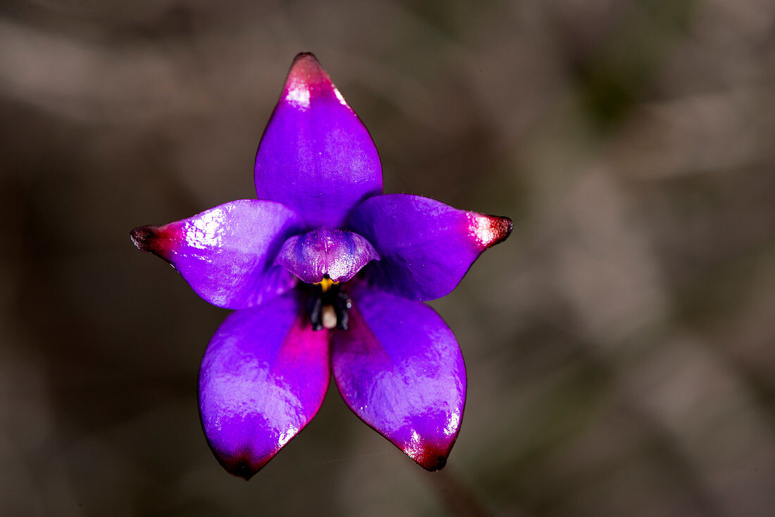 Enamel Orchidee in der Fitzgerald River Biosphere in Westaustralien