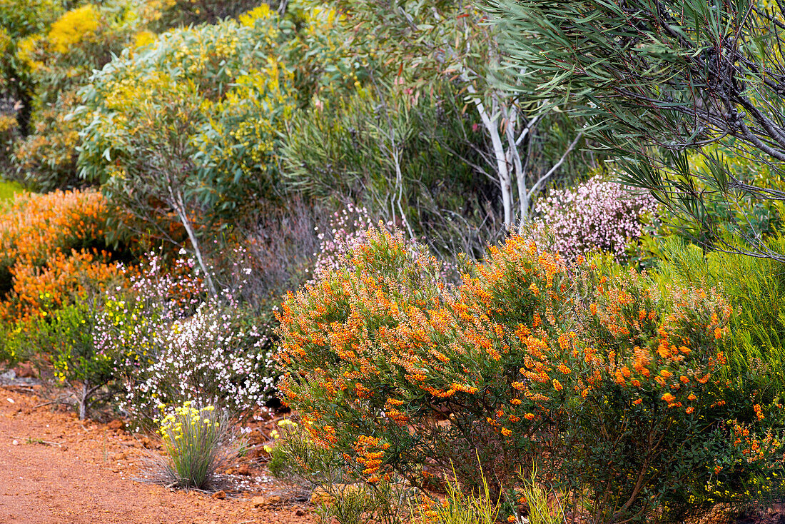 Außergewöhnliche Vegetation in der Ravensthorpe Range in Westaustralien