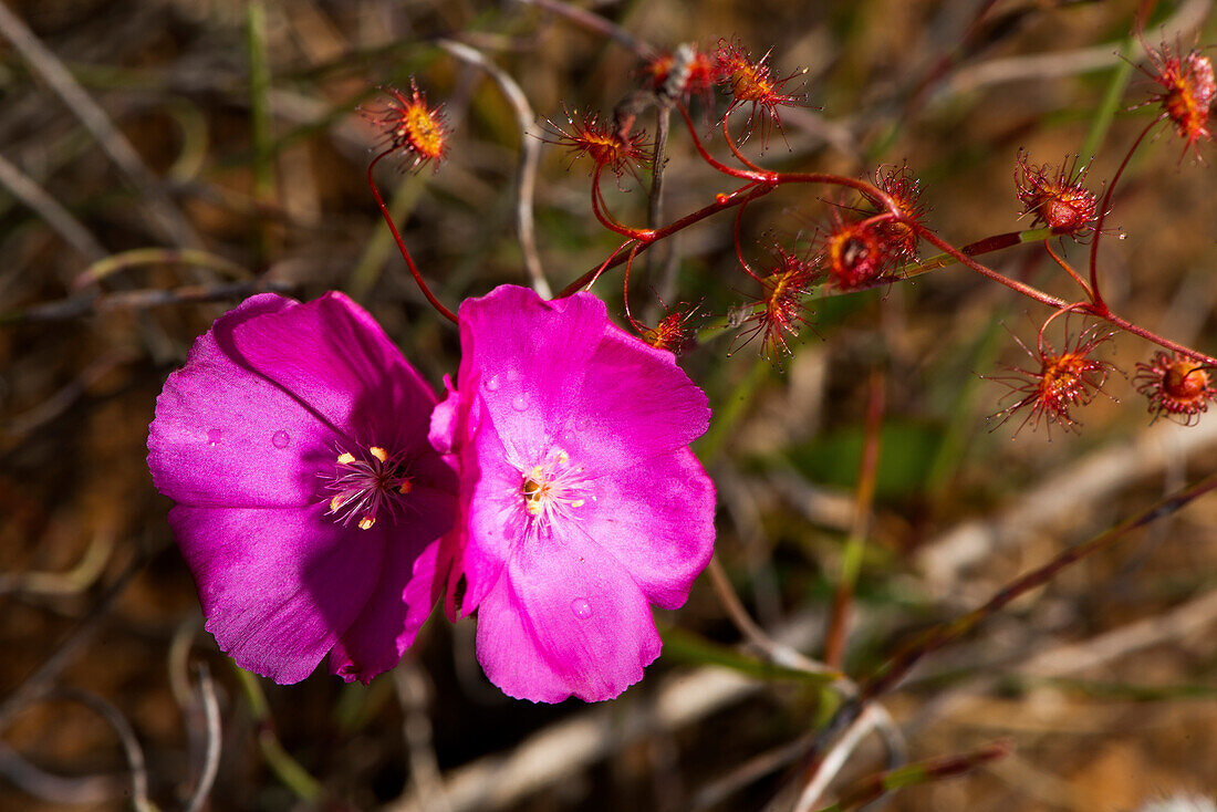 Flowering sundew in the Fitzgerald River … – License image – 71186775 ...