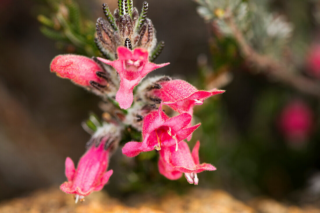 Warty Bush (Chpoanthes coccinea) in der Tarin Rock Nature Reserve in Westaustralien