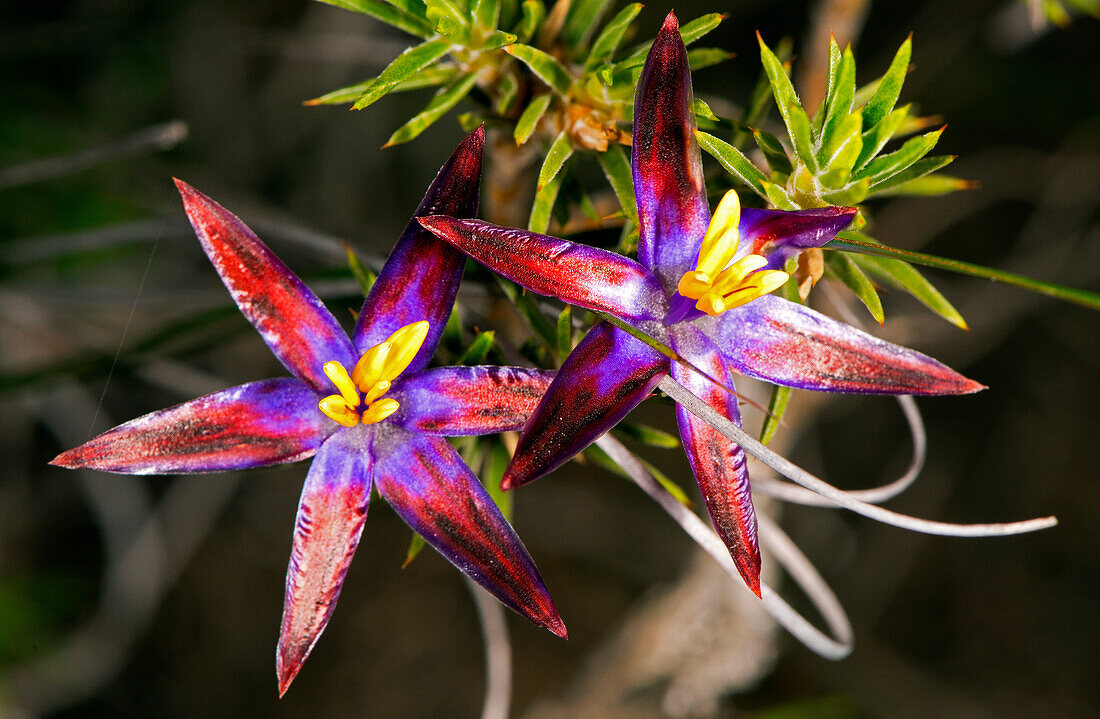 Tinsel Lily (Calectasia grandiflora) in der Tarin Rock Nature Reserve in Westaustralien