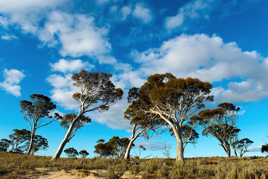 Eucalyptus trees on the shores of Lake King in Western Australia