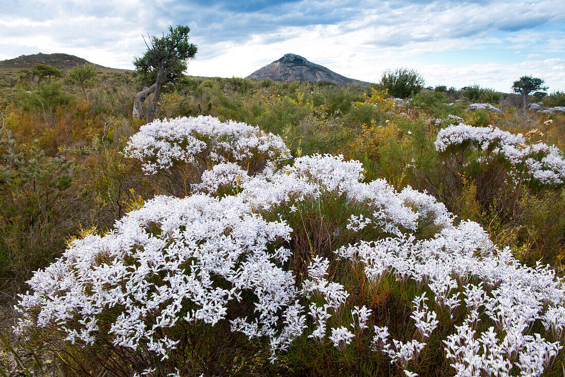 Smoke Bush im Cape le Grand National Park in Westaustralien