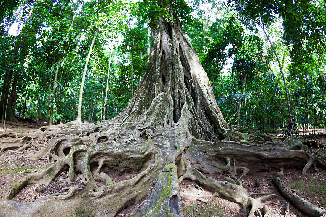 Buttress Roots of Giant Strangler Fig Tree, Ficus sp., Christmas Island, Australia