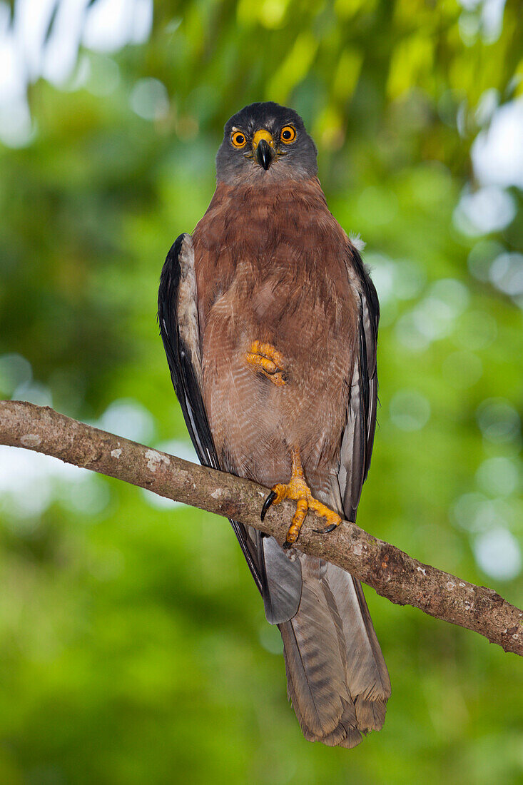 Christmas Goshawk, Accipiter fasciatus natalis, Christmas Island, Australia