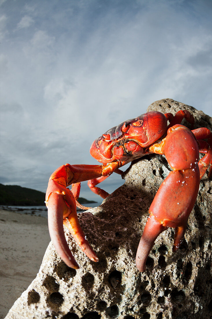 Weihnachtsinsel-Krabbe am Strand, Gecarcoidea natalis, Weihnachstinsel, Australien