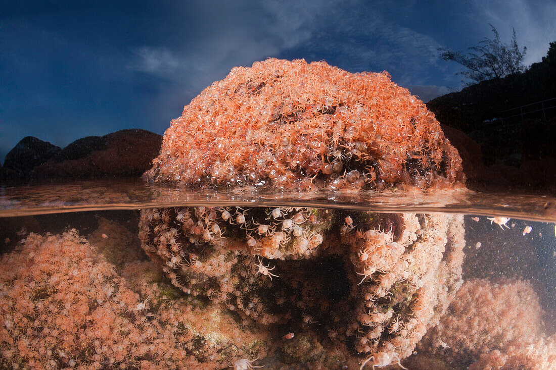 Juvenile Crabs returning from Sea, Gecarcoidea natalis, Christmas Island, Australia