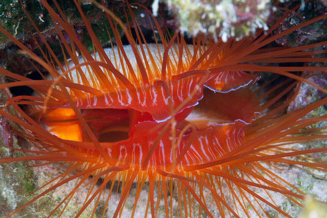 Close up of Electric Flame Scallop, Ctenoides ales, Christmas Island, Australia