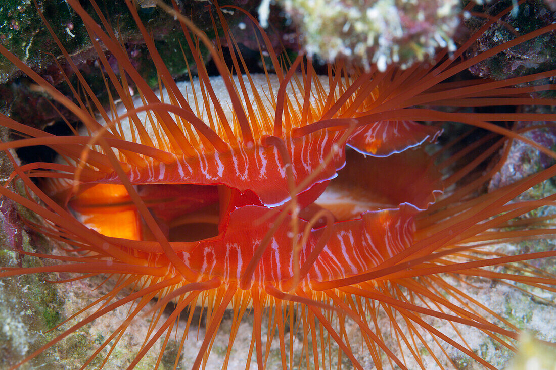 Flammenmuschel, Ctenoides ales, Weihnachstinsel, Australien