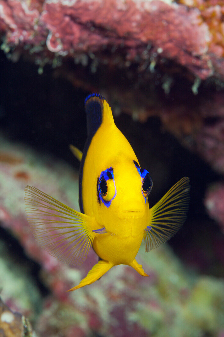 Endemischer Kokos-Zwergkaiserfisch, Centropyge joculator, Weihnachstinsel, Australien