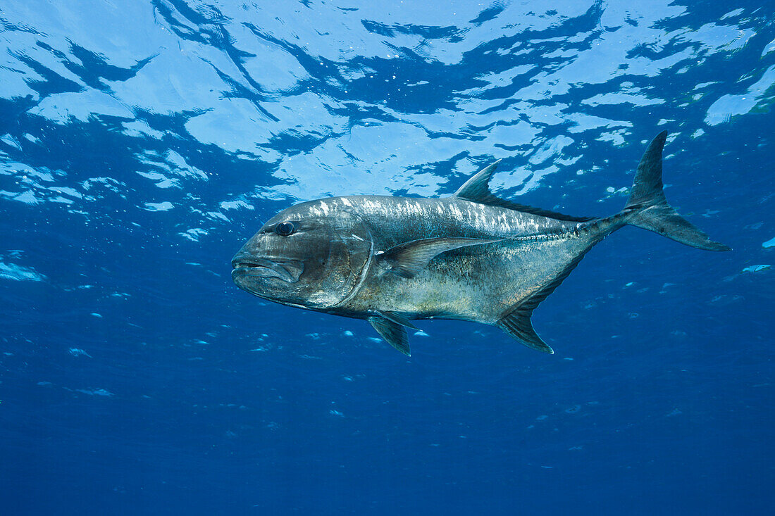 Dickkopf-Stachelmakrele, Caranx ignobilis, Weihnachstinsel, Australien