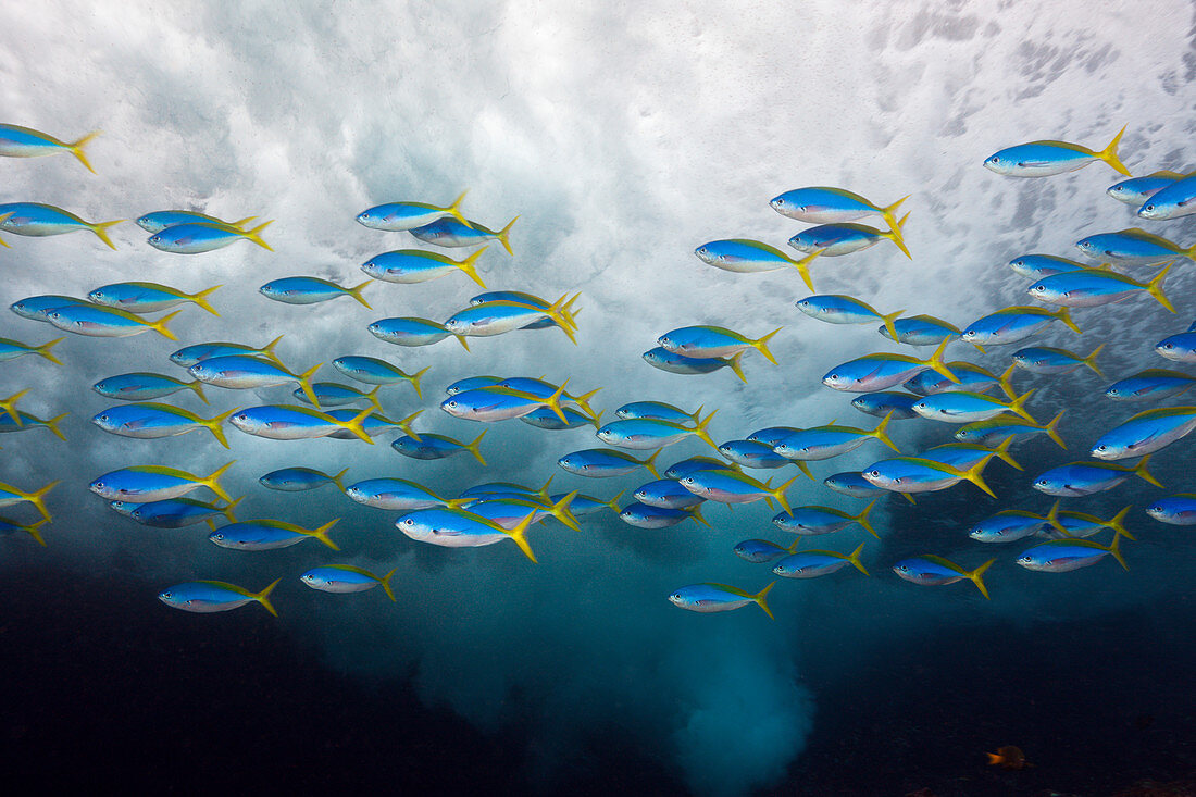 Shoal of Yellowback Fusilier, Caesio teres, Christmas Island, Australia