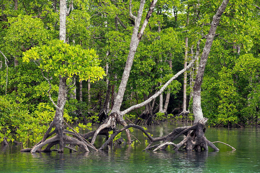 Mangrovenwald im Marinepark auf Lampi Island im Myeik Archipel, Myanmar