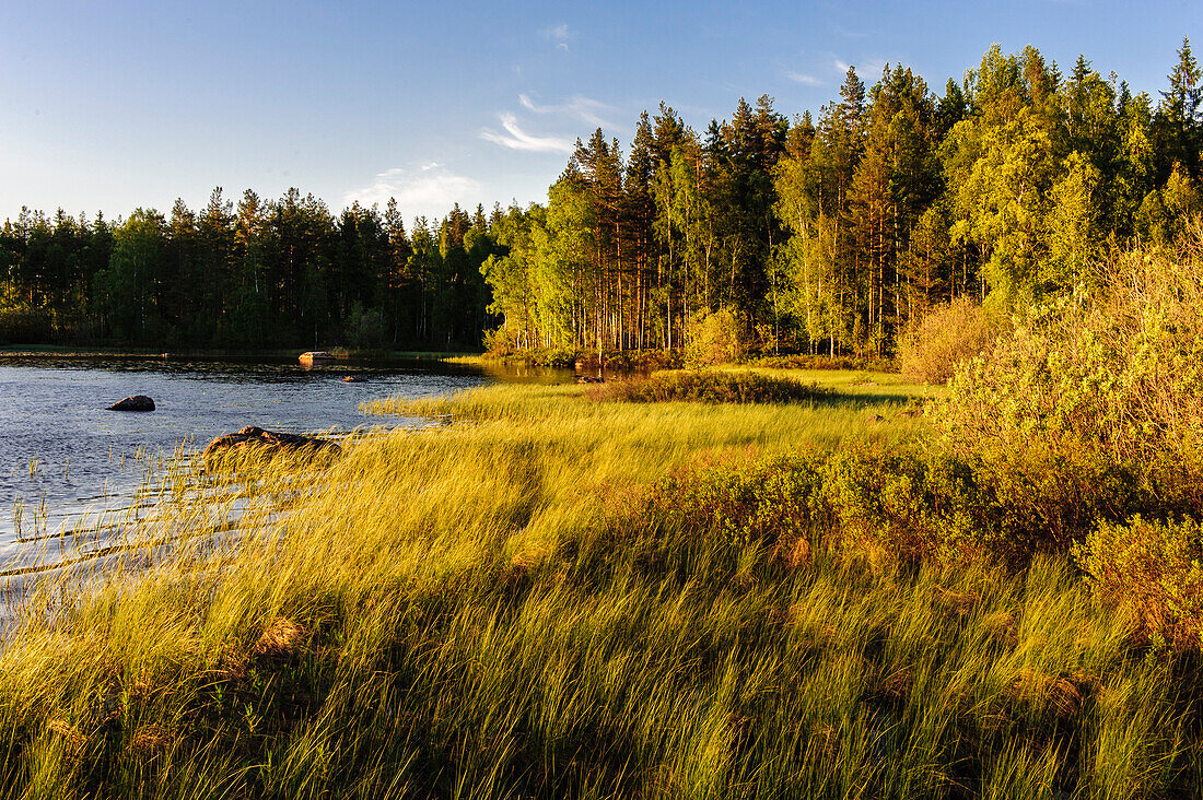 Small lake with reeds on the shore, Sweden