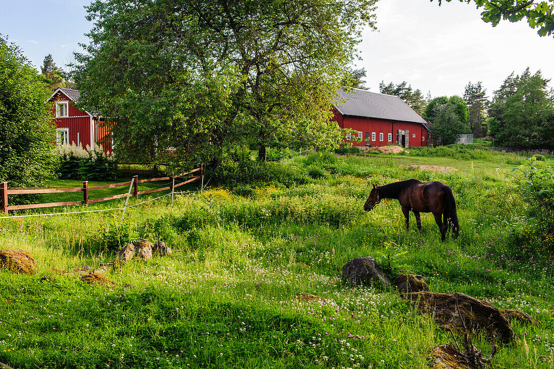 Pferd auf Koppel mit Schwedenhäusern in der Nähe von Oskarshamn, Schweden