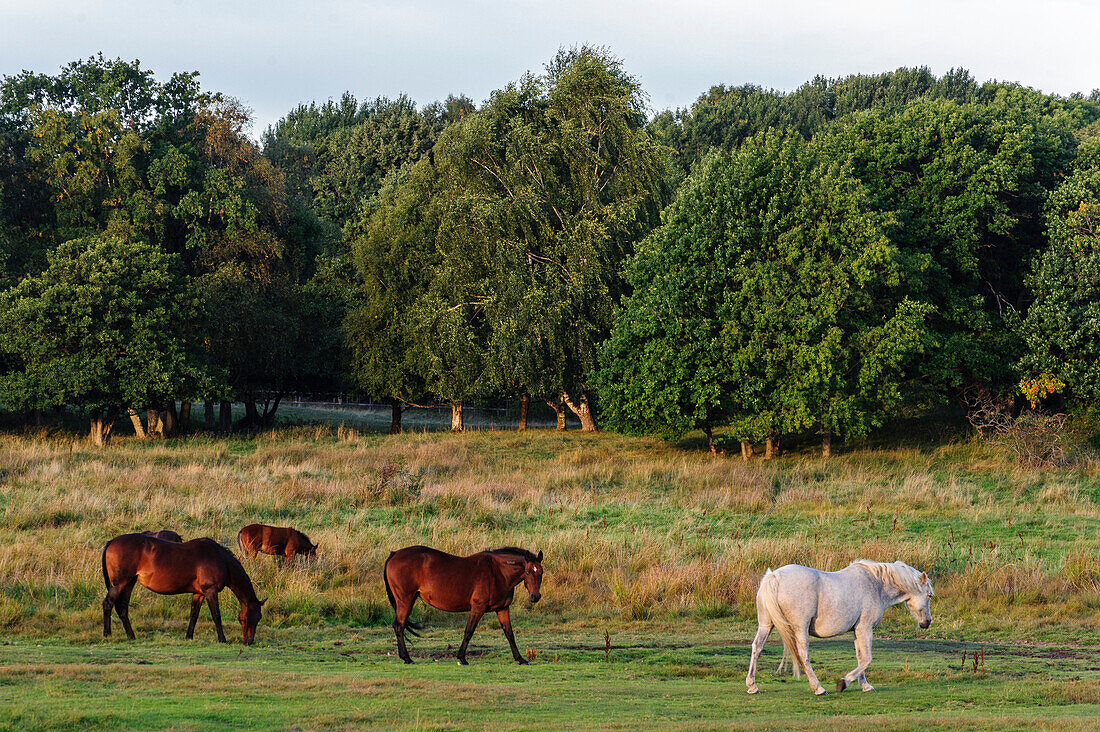Pferdegoppel im Stora Amunddoen Naturpark , Schweden