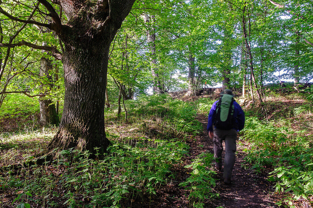 Landscape and hikers near Hackeberga, Skaneleden trail, forest Hackeberga, Skane, Southern Sweden, SwedenSüdschweden, Schweden