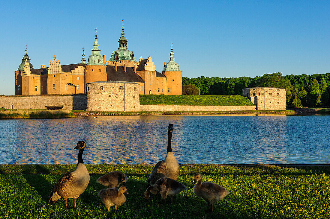 Kalmar castle with wild geese in the foreground, Schweden