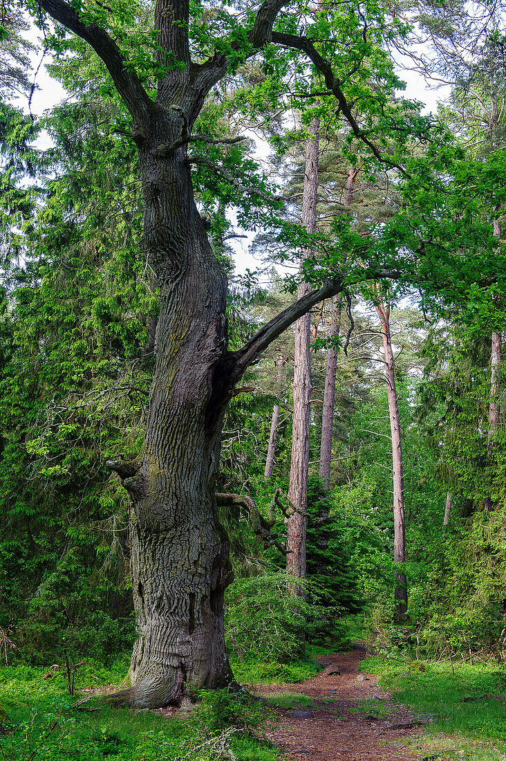 Troll forest with old trees in the north of Oeland. On the beach old shipwreck of wood., Schweden