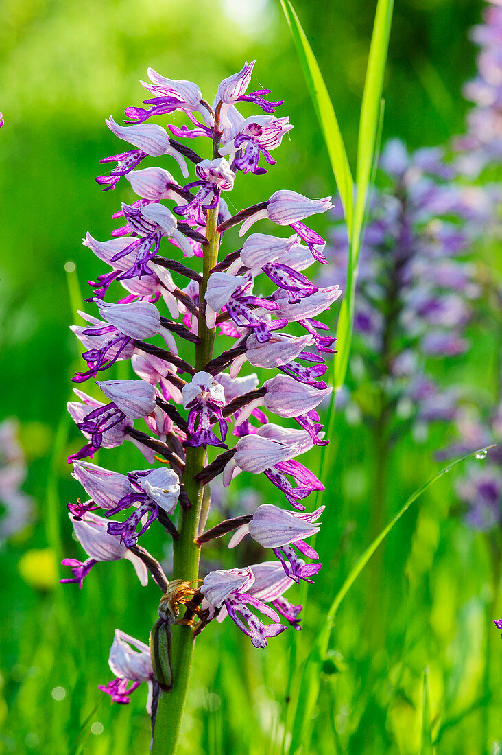 Orchids on Oeland, Schweden