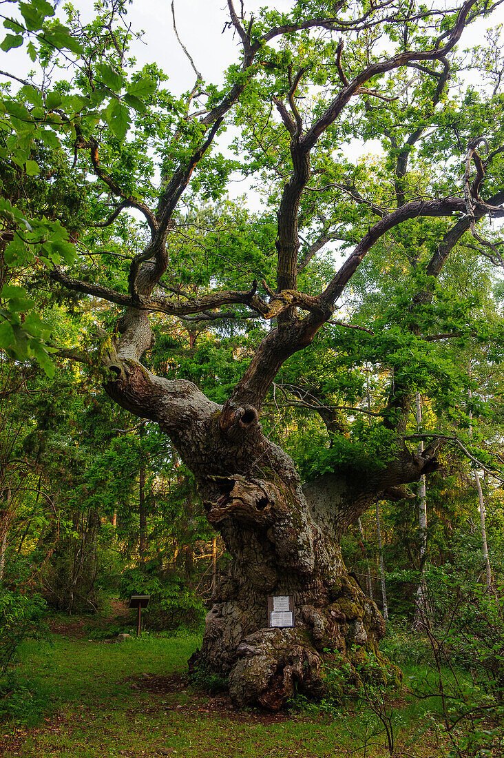 Troll forest with old trees in the north of Oeland. On the beach old shipwreck of wood., Schweden