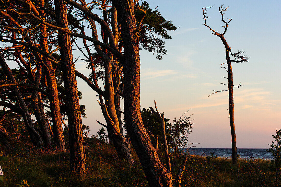 Pine in the evening light on the beach in the nature reserve Ekstakusten, Schweden