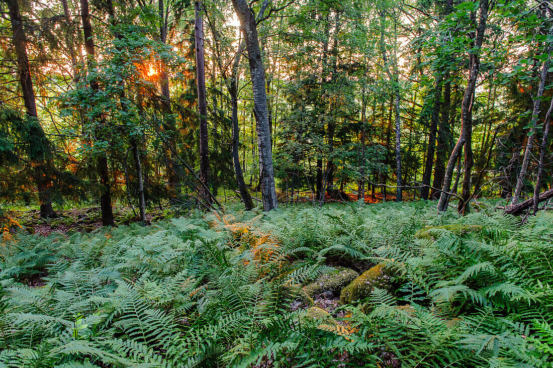 Forest of Tidoe, Sweden