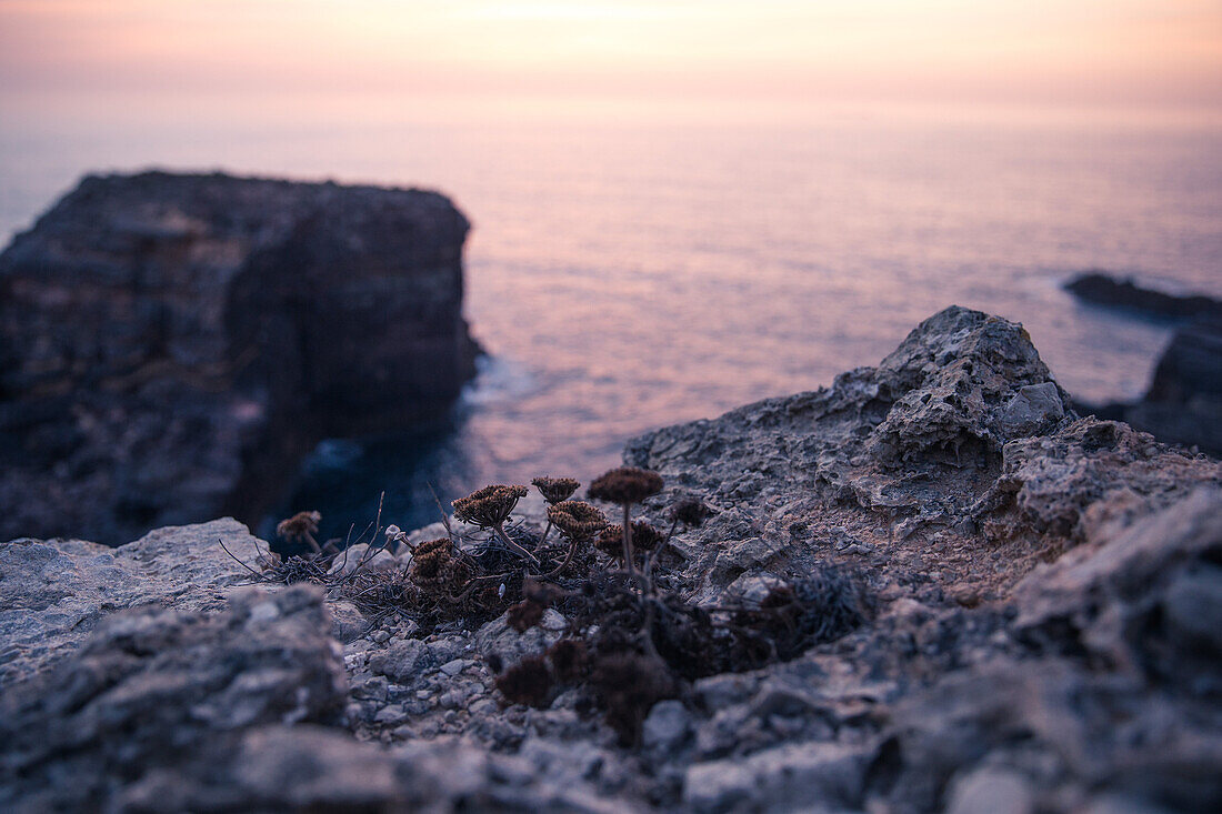 Blumen auf einer Klippe am Strand Praia da Amoreira,  Aljezur, Faro, Portugal