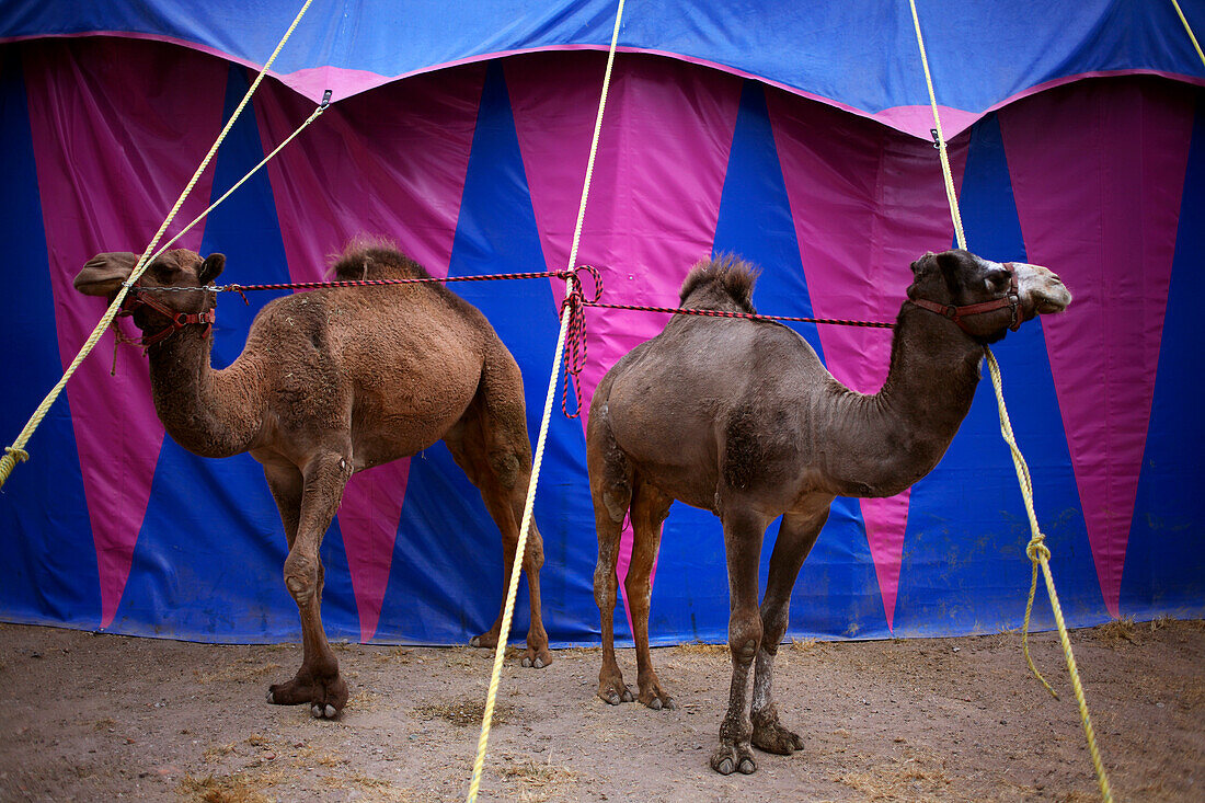 Camels tied to circus tent