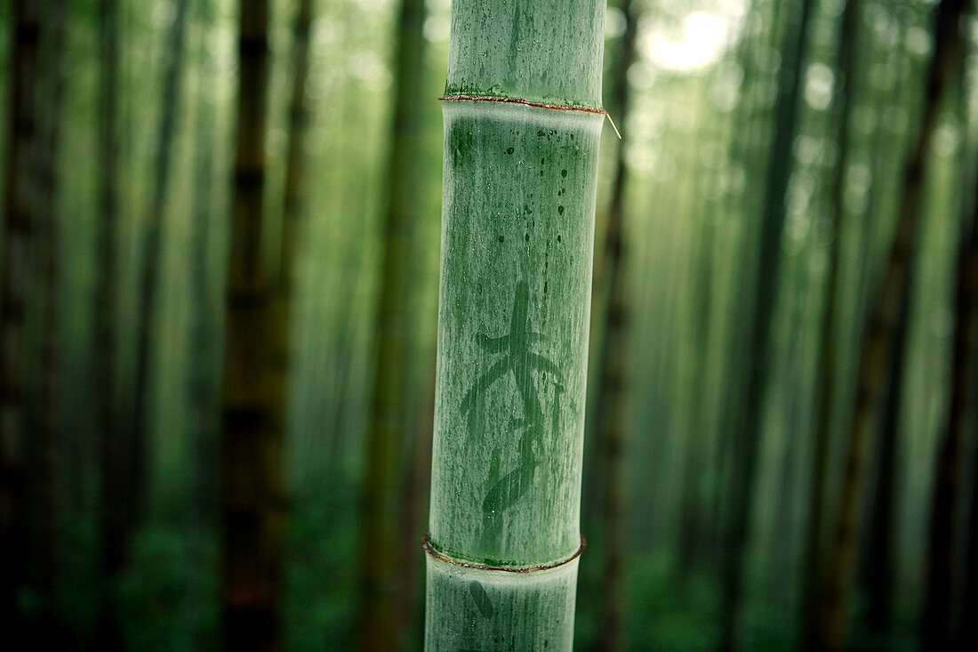 Etching on Bamboo in forest